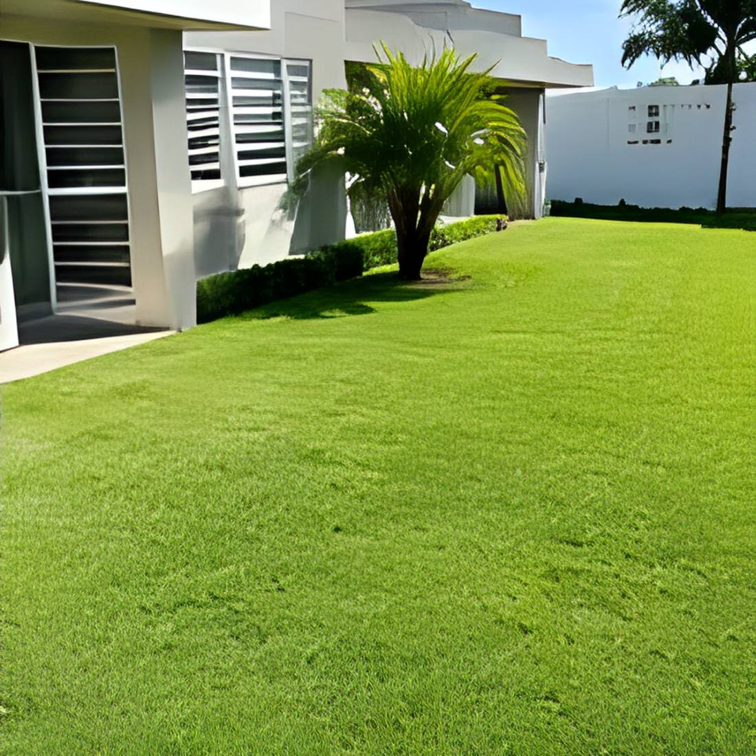 Casa en Puerto Rico con grama recién cortada y palma